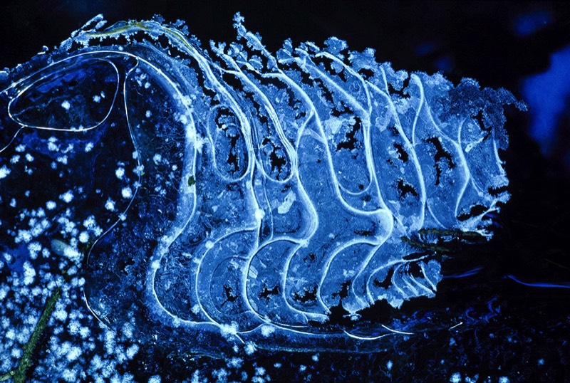 gallery 1, Fine Art Photo Magical Creation