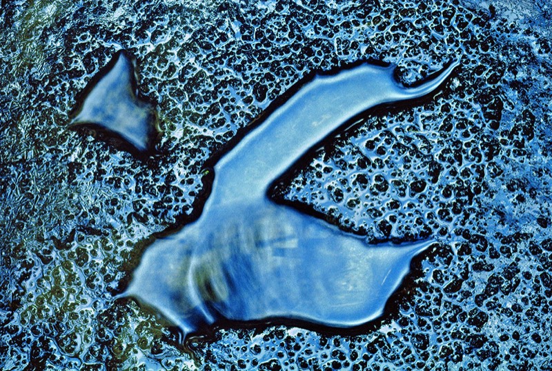 gallery 1, Fine Art Photo Bird of Paradise