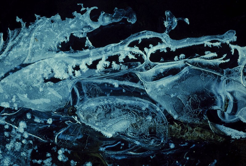 Gallery 2, Fine Art Photo, Watermetamorphodes ", Mother Dragon