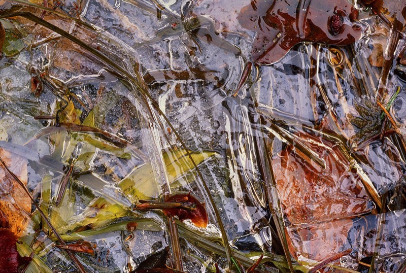 gallery 2, Fine Art Photo Golden Section