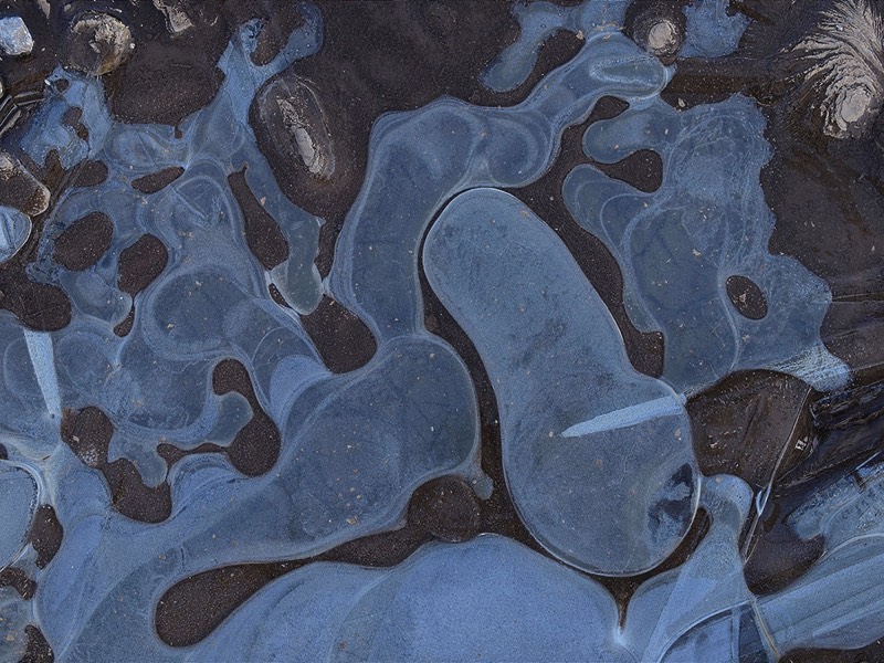 gallery 2, Fine Art Photo Mandrakes of Ice