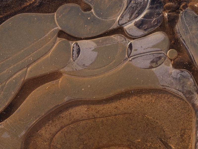 gallery 2, Fine Art Photo Ice Toad