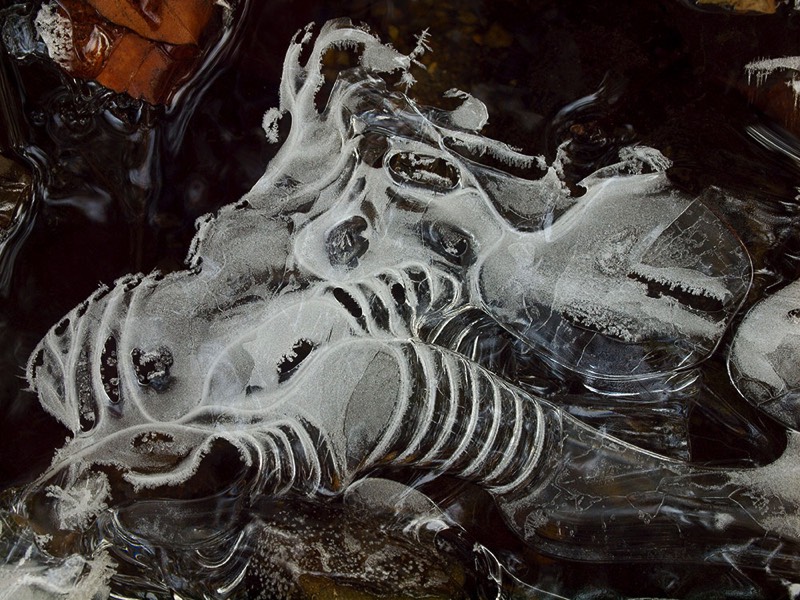 gallery 2, Fine Art Photo Sleeping Gnomes