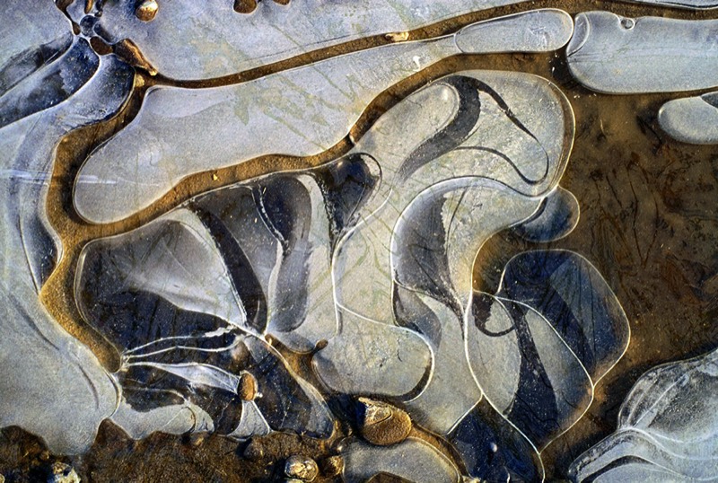 gallery 2, Fine Art Photo Dreaming Dog