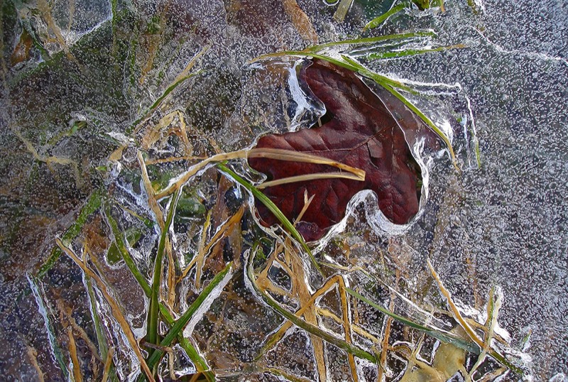 Gallery 3, Water Metamorphoses, Fine Art Photo "Leaf Island"